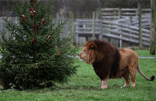 320名圣诞老人集体冲浪？八一八圣诞节奇闻趣事